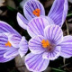 10 Crocussen (gestreept) (leverbaar van aug-dec)